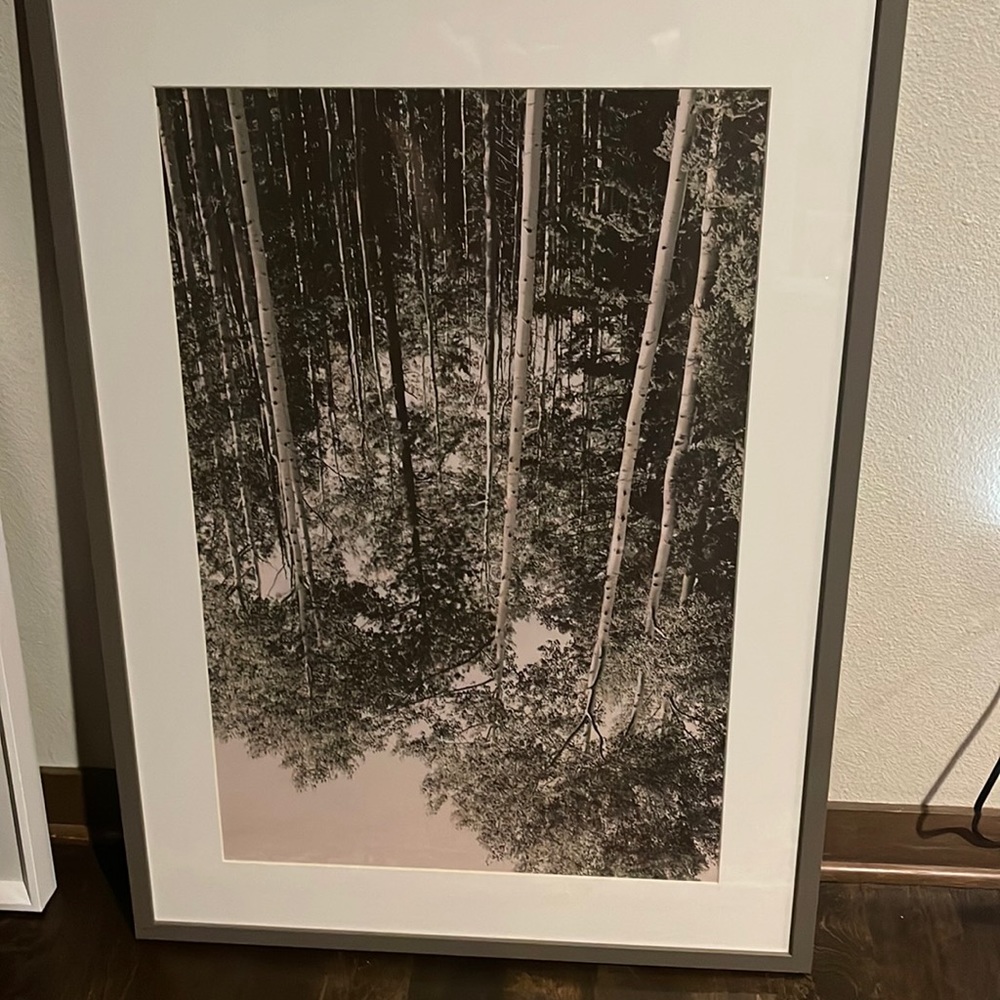 Black and white framed picture of the forest